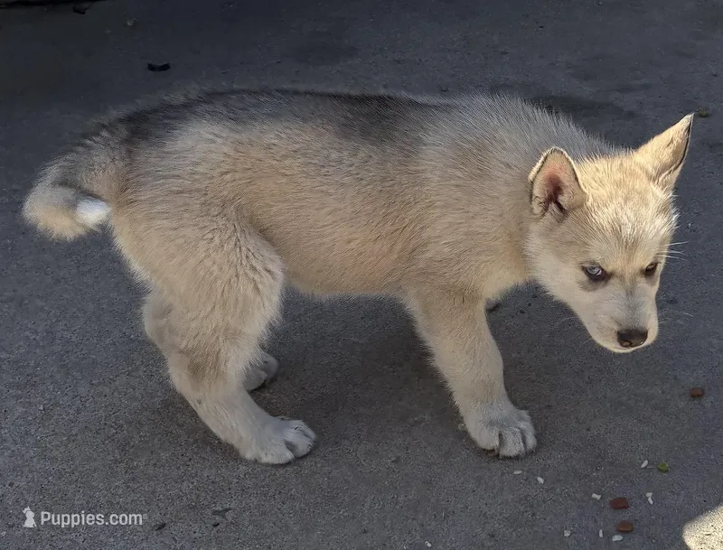 Spark – Siberian Husky puppy for sale in Fort Morgan, CO