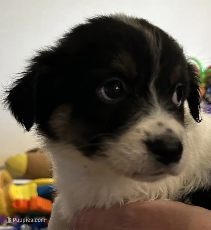 Green  – Australian Shepherd puppy for sale in Fort Morgan, CO