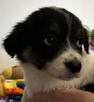 Green , a female Australian Shepherd for sale in Fort Morgan, CO – 1 of 3