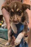 Snickerdoodle , a female Australian Shepherd and Siberian Husky for sale in Fort Morgan, CO – 3 of 3