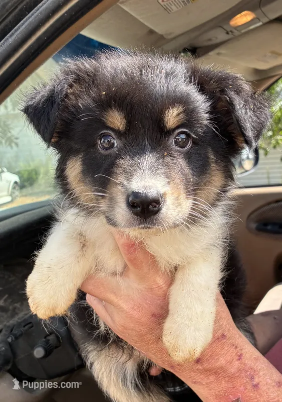 One – Australian Shepherd puppy for sale in Fort Morgan, CO