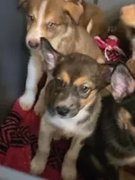 Cookie dough , a female Australian Shepherd and Siberian Husky for sale in Fort Morgan, CO – 2 of 4