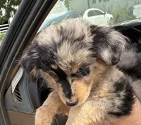 Four, a male Australian Shepherd for sale in Fort Morgan, CO – 3 of 3