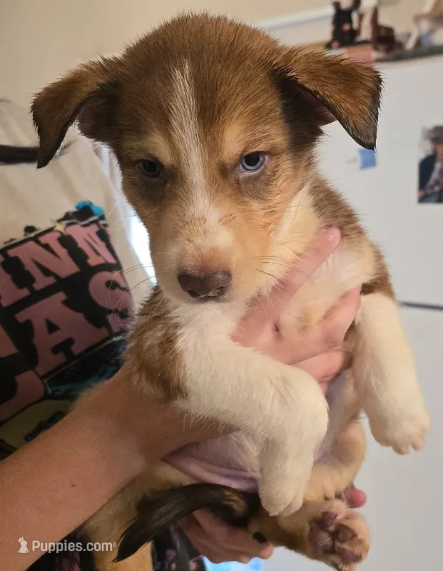 Jester – Australian Shepherd, Siberian Husky puppy for sale in Fort Morgan, CO