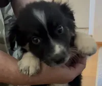 Bear, a male Australian Shepherd for sale in Fort Morgan, CO – 1 of 4