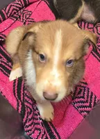 Bugs, a male Australian Shepherd and Siberian Husky for sale in Fort Morgan, CO – 2 of 4