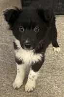 Bit, a male Australian Shepherd for sale in Fort Morgan, CO – Photo 3 of 3