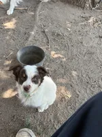 Red, a female Australian Shepherd for sale in Fort Morgan, CO – 3 of 3