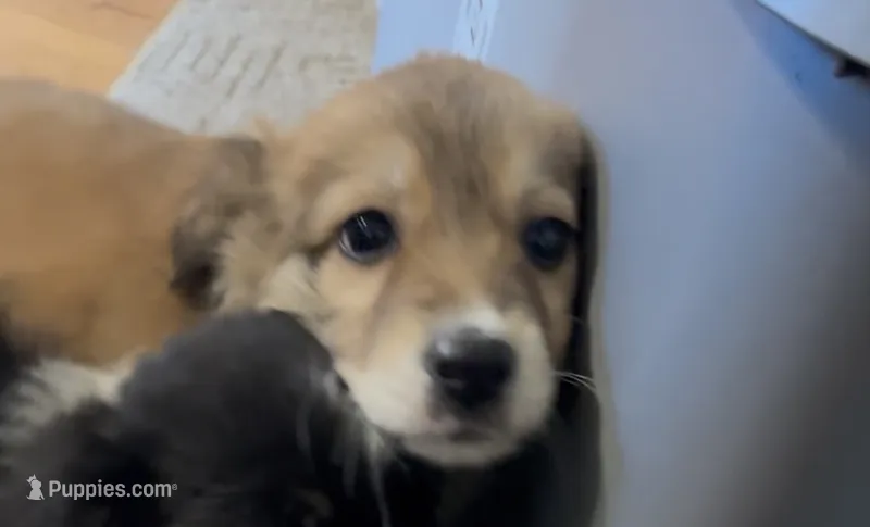 Carmel Swirl – Australian Shepherd puppy for sale in Fort Morgan, CO