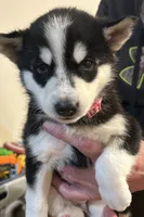 processed/c4b94ea5-cf18-4ae5-a922-42fce34a3c70/listing/f3073e0b-ceaf-451e-b679-7714703162b3/cec8e957-2916-4b2c-acda-1b0449bad8bc