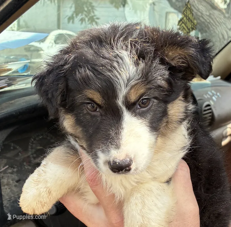 Two – Australian Shepherd puppy for sale in Fort Morgan, CO