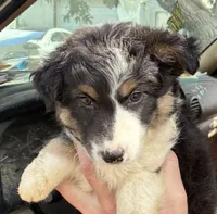 Two, a female Australian Shepherd for sale in Fort Morgan, CO – 1 of 3