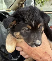 Three, a female Australian Shepherd for sale in Fort Morgan, CO – 1 of 2