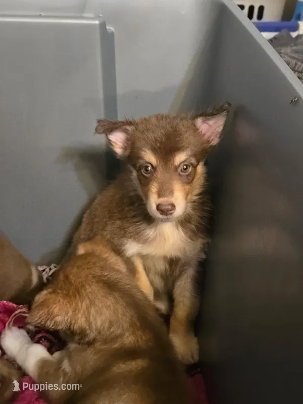 Meadow  – Australian Shepherd, Siberian Husky puppy for sale in Fort Morgan, CO