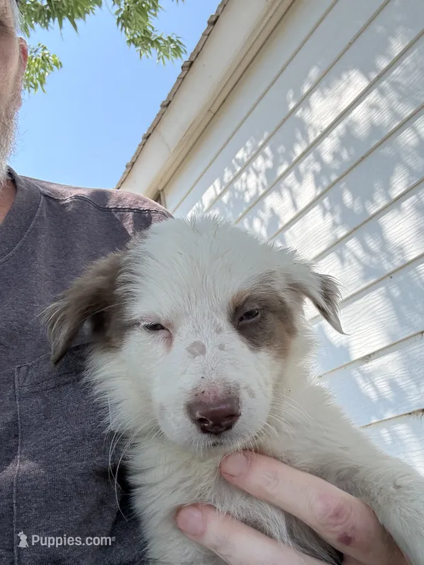 Max – Australian Shepherd puppy for sale in Fort Morgan, CO