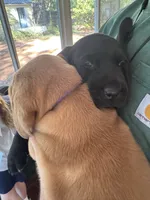 Blue Collar Male, a male Labrador Retriever for sale in Winston-Salem, NC – 3 of 6