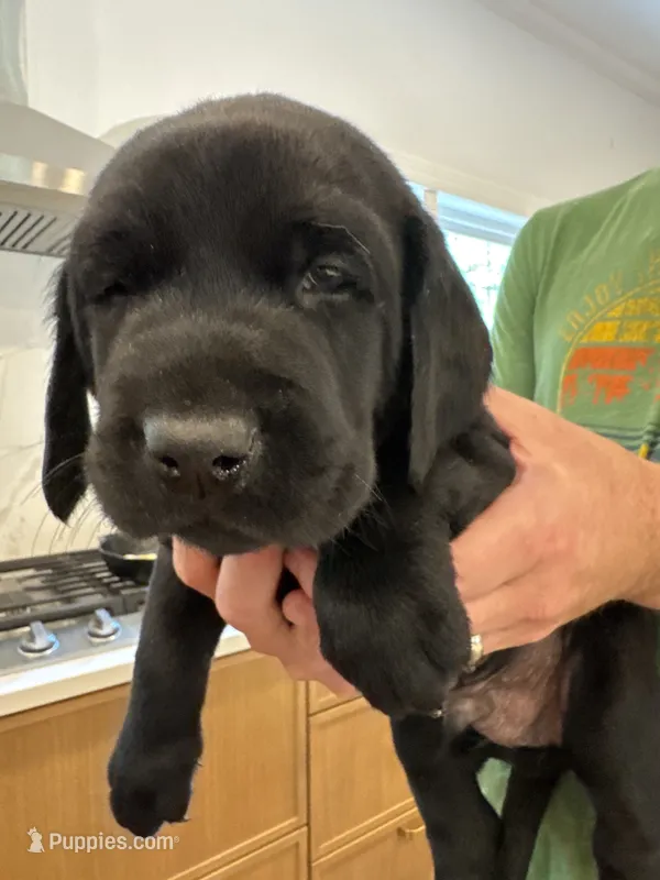 Blue Collar Male – Labrador Retriever puppy for sale in Winston-Salem, NC