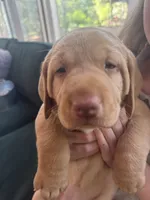 Pink Collar Female, a female Labrador Retriever for sale in Winston-Salem, NC – 4 of 6