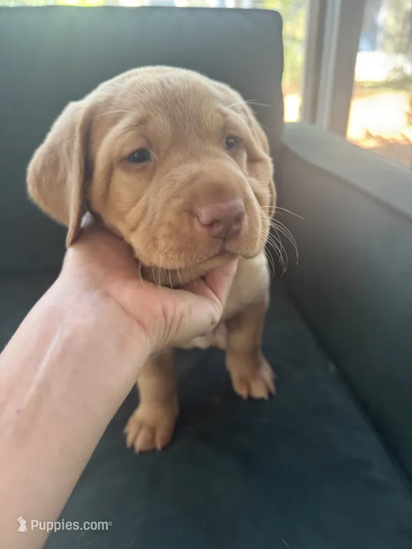 Pink Collar Female – Labrador Retriever puppy for sale in Winston-Salem, NC