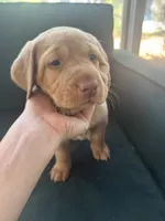 Pink Collar Female, a female Labrador Retriever for sale in Winston-Salem, NC – 1 of 6