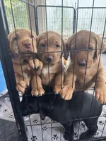 Female Reddish Yellow Lab, a female Labrador Retriever for sale in Winston-Salem, NC – 2 of 4