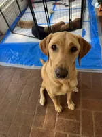Green Collar Male, a male Labrador Retriever for sale in Winston-Salem, NC – 4 of 5