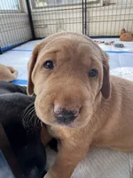 Purple Collar Female, a female Labrador Retriever for sale in Winston-Salem, NC – 2 of 6