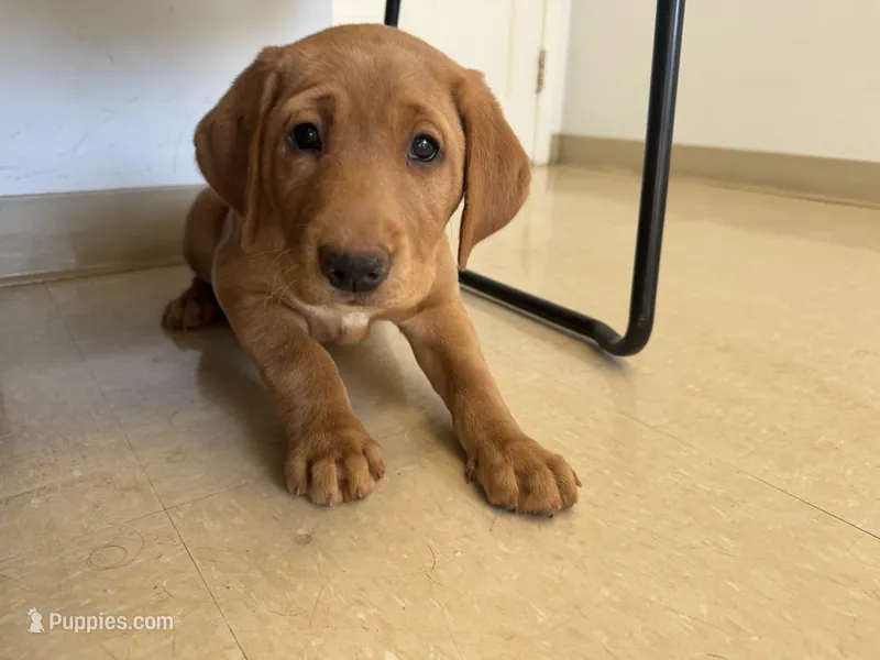 Female Red Lab – Labrador Retriever puppy for sale in Winston-Salem, NC
