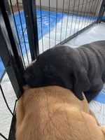 Blue Collar Male, a male Labrador Retriever for sale in Winston-Salem, NC – 4 of 6