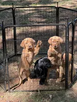 Female Red Lab, a female Labrador Retriever for sale in Winston-Salem, NC – 5 of 5