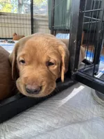 Green Collar Male, a male Labrador Retriever for sale in Winston-Salem, NC – 2 of 5
