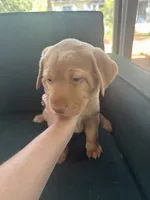 Pink Collar Female, a female Labrador Retriever for sale in Winston-Salem, NC – 2 of 6