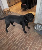 Green Collar Male, a male Labrador Retriever for sale in Winston-Salem, NC – 5 of 5