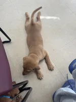 Female Reddish Yellow Lab, a female Labrador Retriever for sale in Winston-Salem, NC – 4 of 4