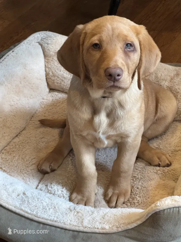 Female Reddish Yellow Lab – Labrador Retriever puppy for sale in Winston-Salem, NC