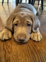 Red Lab Female, a female Labrador Retriever for sale in Winston-Salem, NC – 5 of 10