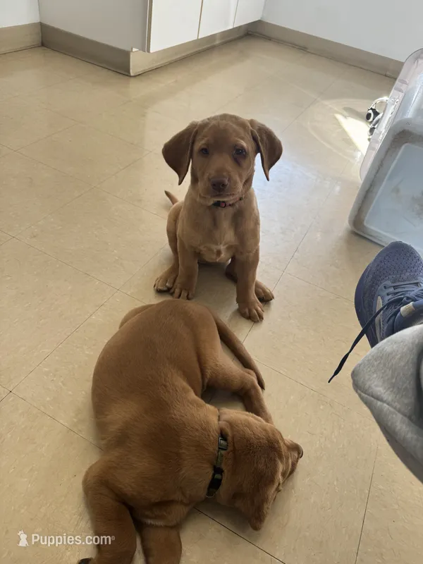 Female Reddish Yellow Lab – Labrador Retriever puppy for sale in Winston-Salem, NC
