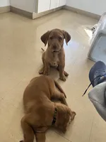Female Reddish Yellow Lab, a female Labrador Retriever for sale in Winston-Salem, NC – 1 of 4