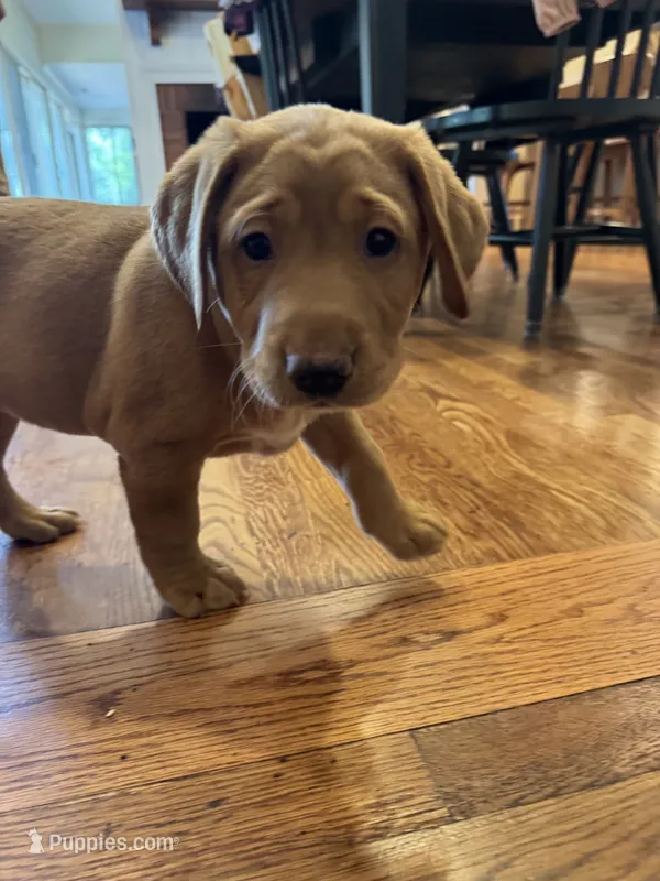 Purple Collar Female – Labrador Retriever puppy for sale in Winston-Salem, NC