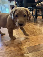 Red Lab Female, a female Labrador Retriever for sale in Winston-Salem, NC – 3 of 10