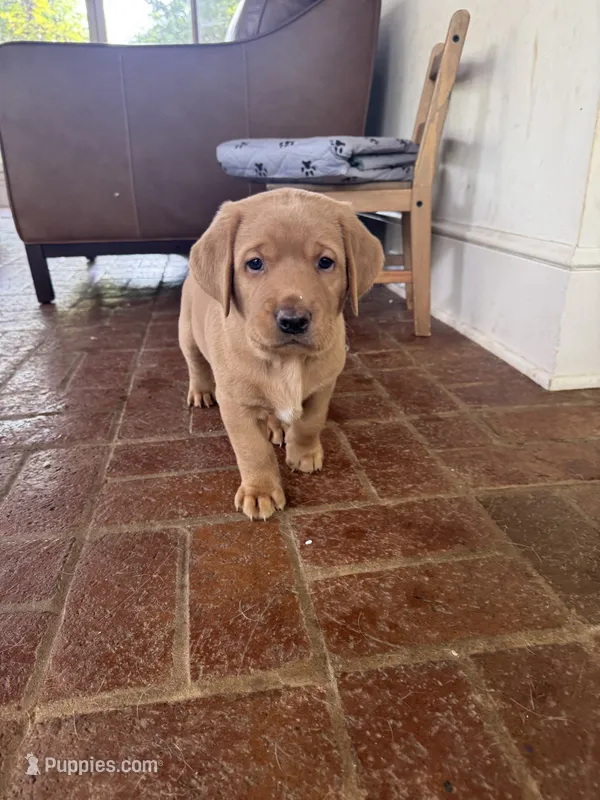 Pink Collar Female – Labrador Retriever puppy for sale in Winston-Salem, NC