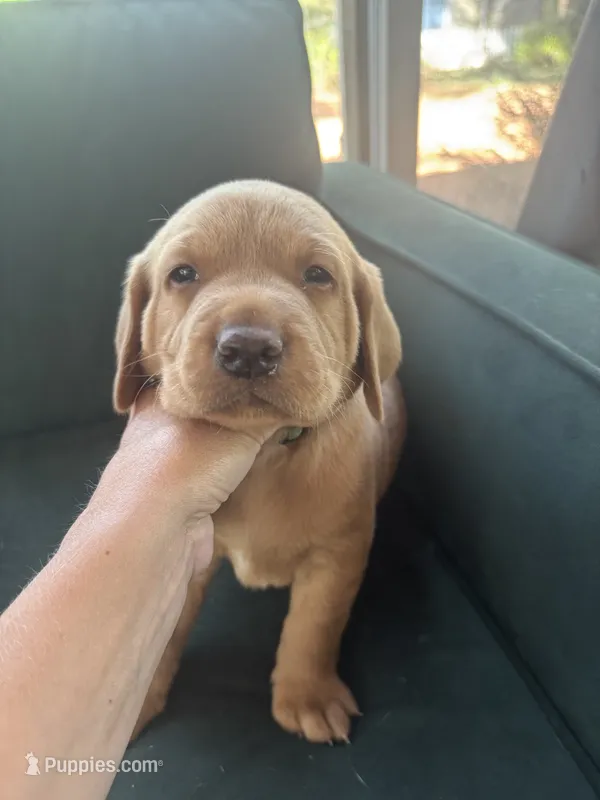 Green Collar Male – Labrador Retriever puppy for sale in Winston-Salem, NC