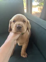 Green Collar Male, a male Labrador Retriever for sale in Winston-Salem, NC – 1 of 5