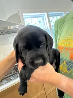 Blue Collar Male, a male Labrador Retriever for sale in Winston-Salem, NC – 2 of 6