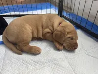 Pink Collar Female, a female Labrador Retriever for sale in Winston-Salem, NC – 3 of 6
