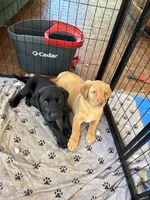 Female Reddish Yellow Lab, a female Labrador Retriever for sale in Winston-Salem, NC – 3 of 4