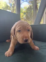 Purple Collar Female, a female Labrador Retriever for sale in Winston-Salem, NC – 3 of 6