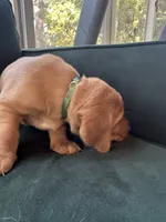 Green Collar Male, a male Labrador Retriever for sale in Winston-Salem, NC – 3 of 5