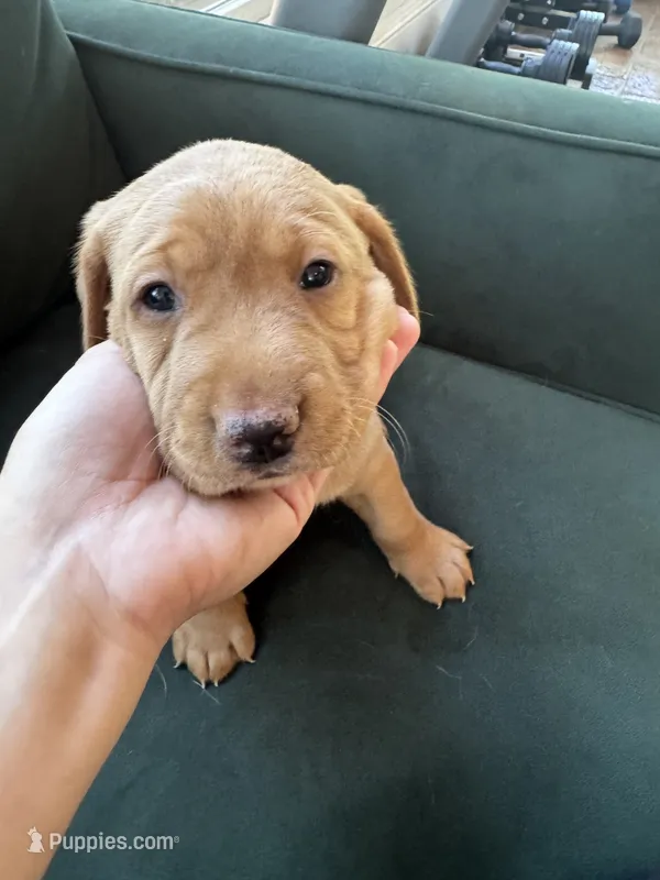 Purple Collar Female – Labrador Retriever puppy for sale in Winston-Salem, NC
