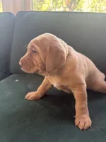 Purple Collar Female, a female Labrador Retriever for sale in Winston-Salem, NC – 4 of 6
